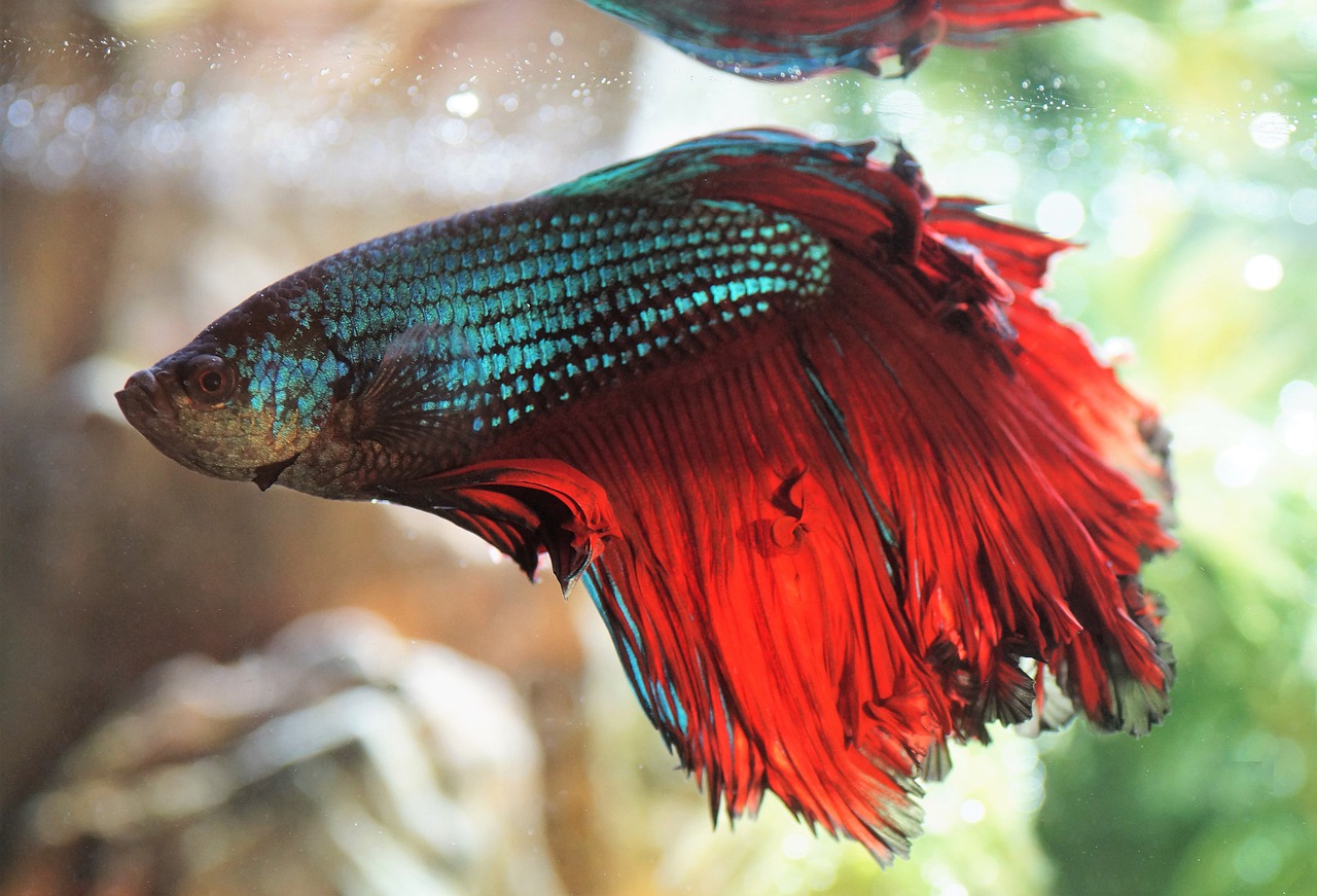 beta, betta, warrior-4931342.jpg