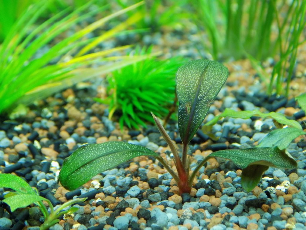 bucephalandra, aquarium plant, aquarium-3393508.jpg